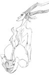 4_horns anthro anus arched_back butt cloven_hooves female genitals hooves horn looking_at_viewer looking_back multi_horn presenting presenting_anus presenting_hindquarters presenting_pussy pussy raised_tail shoulder_blades solo tail yamabat bovid caprine demon goat mammal 2022 hi_res monochrome sketch