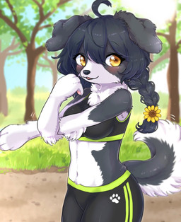 4_fingers accessory ahoge anthro athletic_wear black_hair black_nose blush bottomwear bra braided_hair breasts chest_tuft clothed clothing day exercise female female_anthro fingers floppy_ears flower flower_in_hair fluffy fluffy_tail footprint fur grass grey_body grey_fur hair hair_accessory kemono looking_at_viewer midriff motion_lines multicolored_body multicolored_fur navel open_mouth outside pawpads pawprint pigtails plant shorts sky solo spandex spandex_shorts sports_bra stretching tail tail_motion tight_bottomwear tight_clothing tight_shorts tree tuft two_tone_body two_tone_fur two_tone_tail underwear white_body white_fur yellow_eyes koto0v0haru cotorita border_collie canid canine canis collie domestic_dog herding_dog mammal pastoral_dog sheepdog 2022 digital_media_(artwork) hi_res portrait three-quarter_portrait translated_description