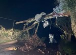 ambiguous_gender detailed_background detailed_shading duo feral flashlight fur grass grey_body grey_fur night outside photo_background plant realistic road tree white_eyes bloowolfy mammal unknown_species 2022 photography_(artwork) shaded