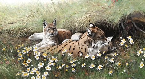 black_facial_markings black_spots daisy_(flower) family feral flower fur grass group multicolored_body multicolored_fur plant quadruped spots tan_body tan_fur trio whiskers white_body white_fur young renum63 eurasian_lynx felid feline lynx mammal 2015 digital_media_(artwork) digital_painting_(artwork) painting_(artwork)