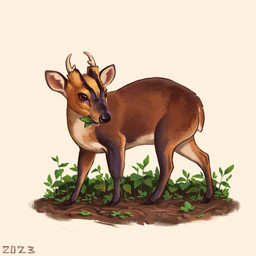 antlers black_nose brown_body brown_eyes brown_fur brown_markings eating_plant feral fur horn markings mud plant quadruped short_fur short_tail simple_background solo stick tail white_background white_body white_fur yellow_head alexpahomov cervine deer mammal muntjac 2023