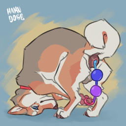 anal anal_bead_pull anal_beads anal_beads_in_ass anal_masturbation anal_penetration anal_tugging anus balls curled_tail feral genitals male masturbation object_in_ass orifice_tugging penetration sex_toy sex_toy_in_ass sex_toy_insertion solo tail hakudoge fen_(hakudoge) canid canine canis domestic_dog mammal shiba_inu spitz 1:1