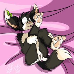 anthro butt camel_toe feet female foot_focus fox_tail genital_focus genital_outline genitals hindpaw pawpads paws pink_nose raised_tail solo tail tail_motion tailwag vulva vulva_focus vulva_outline piperis alison_chance canid canine canis chihuahua domestic_dog mammal toy_dog 1:1