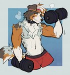 2024 anthro australian_shepherd biceps bodily_fluids canid canine canis clothed clothing collar domestic_dog exercise herding_dog male mammal muscular muscular_male pastoral_dog seductive sheepdog solo strayserval sweat topless weights workout