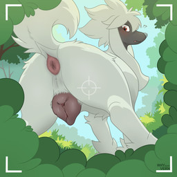 animal_genitalia animal_vulva anus big_vulva blush bodily_fluids butt canine_genitalia canine_vulva female female_feral feral fur genitals hair looking_at_viewer open_mouth solo surprised taking_picture voyeur vulva white_body whyvern nintendo pokemon canid canine furfrou generation_6_pokemon mammal natural_furfrou pokemon_(species) 1:1 2026 absurd_res hi_res