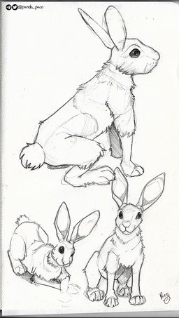 ambiguous_feral ambiguous_gender beady_eyes feral front_view glistening glistening_eyes logo mouth_closed side_view simple_background solo tail pandapaco lagomorph leporid mammal rabbit artist_logo hi_res monochrome signature traditional_media_(artwork)