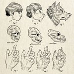 anatomy anthro bone claws drawing ear_growth fangs feral fur fur_growth growth hair hand_focus male mid_transformation pawpads skull snout snout_growth solo teeth text transformation whiskers inanimorphs mythology canid canine canis human mammal mythological_canine mythological_creature werecanid werecanine werecreature werewolf wolf 2025 english_text headshot_portrait hi_res monochrome portrait