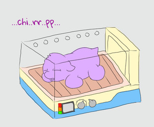ambiguous_feral ambiguous_gender animal_noises chirping container eyes_closed featureless_feet featureless_hands feet feral fur grey_background lying monotone_body monotone_fur neonate on_front open_mouth purple_body purple_fur simple_background sleeping solo tail text young young_ambiguous young_feral carpdime fluffy_pony fluffy_pony_(species) mammal digital_media_(artwork) english_text flat_colors