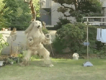 ambiguous_gender animated_gif anthro backyard clothing costume dog_costume fursuit solo what unknown_artist canid canine canis domestic_dog mammal animated grandfathered_content low_res short_playtime