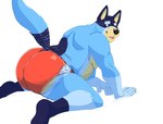 5_fingers anthro big_butt biped black_nose blue_body blue_fur blush butt clothed clothing fingers fur looking_back male open_mouth open_smile raised_tail red_clothing red_underwear simple_background slightly_chubby smile solo tail topless underwear white_background daire301 bluey_(series) bandit_heeler australian_cattle_dog canid canine canis cattledog domestic_dog herding_dog mammal pastoral_dog 2022 digital_media_(artwork) hi_res