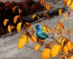 ambiguous_gender beak blue_body blue_feathers feathers feral leaf outside photorealism plant realistic solo text nambroth avian bird cardinal_(bird) indigo_bunting oscine passerina passerine oil_painting_(artwork) painting_(artwork) traditional_media_(artwork) url