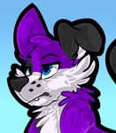 angry anthro black_ears black_nose blue_eyes floppy_ears fur grumpy male purple_body purple_fur solo teeth white_body white_fur shyshyoctavia pawalo canid canine canis domestic_dog elkhound mammal spitz