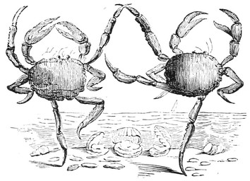 ambiguous_gender dancing duo_focus feral gem group outside pearl_(gem) sea water louis_le_breton dictionnaire_infernal aquatic arthropod bivalve clam crab crustacean decapod malacostracan mollusk 1863 19th_century ancient_art black_and_white monochrome