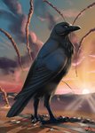 4_toes anisodactyl beak black_body black_feathers black_feet claws explosion feathers feet feral hangars macro male military_base solo sunset talons toes magpi apothem australian_raven avian bird corvid corvus_(genus) deity oscine passerine raven 2019 hi_res