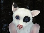 anthro black_spots blue_eyes female fur leucistic looking_at_viewer membrane_(anatomy) membranous_wings photo_background pink_nose realistic semi-anthro solo spots white_body white_fur wings oddly_arousing napkin_(akaifox) bat mammal megabat 4:3 bust_portrait digital_media_(artwork) photography_(artwork) portrait shaded watermark