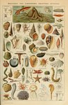 ambiguous_gender feral gem horizontal_pupils pearl_(gem) pupils seashell shell tentacles text adolphe_millot public_domain annelid anthozoan asterozoan bivalve cephalopod cnidarian coleoid coral cuttlefish decapodiform echinoderm echinozoan gastropod hydrozoan jellyfish leech marine medusozoan mollusk mussel octopodiform octopus oyster sea_anemone sea_cucumber sea_sponge sea_urchin siphonophore slug snail starfish absurd_res ancient_art biological_illustration hi_res technical_illustration traditional_media_(artwork) zoological_illustration