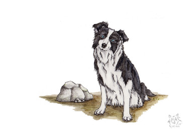 ambiguous_gender black_body black_fur black_nose blue_eyes feral floppy_ears fur looking_at_viewer mouth_closed rock simple_background sitting solo text white_background white_body white_fur kola_(artist) border_collie canid canine canis collie domestic_dog herding_dog mammal pastoral_dog sheepdog 2018 artist_name dated