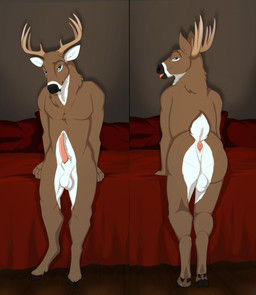 animal_genitalia animal_penis anthro antlers anus balls bed bedding black_hooves black_nose blue_eyes brown_body brown_fur cervine_genitalia cervine_penis erection front_view fur furniture genitals glistening glistening_eyes hooves horn inside leaning leaning_forward looking_at_viewer looking_back male narrowed_eyes nude penis pillow pink_anus pink_penis presenting presenting_anus presenting_penis rear_view sheath solo standing tan_antlers unsigned white_balls white_body white_fur white_sheath unbreakable-warrior deer mammal hi_res