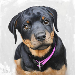 black_body black_fur black_nose brown_body brown_eyes brown_fur collar feral fur multicolored_body multicolored_fur pink_collar quadruped simple_background solo two_tone_body two_tone_fur whisker_spots whiskers white_background renum63 canid canine canis domestic_dog mammal 1:1 2013 artrage_(artwork) digital_media_(artwork)