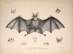 anus balls claws fangs feral fur genitals male membrane_(anatomy) membranous_wings solo tail teeth wings philibert_charles_berjeau public_domain bat mammal microbat rhinolophid 1878 19th_century ancient_art biological_illustration monochrome technical_illustration traditional_media_(artwork) zoological_illustration