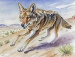 ambiguous_gender brown_body brown_eyes brown_fur cactus desert detailed_background digitigrade feral fur inner_ear_fluff mountain nature nature_background open_mouth paws plant running sand snout solo tail tuft creeps canid canine canis coyote mammal artist_name signature traditional_media_(artwork) watercolor_(artwork)