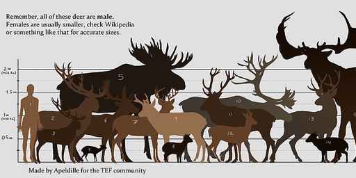 antlers chart dewlap_(anatomy) female feral group horn larger_male male silhouette size_chart size_difference smaller_female text apeldille endless_forest alcelaphine antelope bovid caprine cervine deer dik-dik elk gazelle human mammal moose new_world_deer true_antelope wildebeest english_text hi_res long_image wide_image