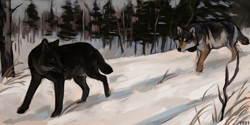 black_body black_eyes black_fur black_nose brown_eyes duo evergreen_tree feral forest fur grass grey_body grey_fur pine_tree plant quadruped snow stick tan_body tan_fur tree alexpahomov canid canine canis mammal wolf 2021 2:1 absurd_res digital_media_(artwork) digital_painting_(artwork) hi_res painting_(artwork)