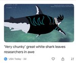 anthro black_clothing clothing feral hair jacket leaving male neon solo swimming text thick_thighs topwear realta22 realta fish great_white_shark mackerel_shark marine shark white_shark english_text hi_res meme redraw