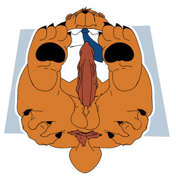 accessory animal_genitalia animal_penis anthro anus balls body_hair bottomless bottomless_male brown_body brown_fur butt butt_hair claws clothed clothing collared_shirt dress_shirt finger_claws fur genitals hand_on_butt head_tuft looking_at_viewer male necktie orange_body orange_fur overweight overweight_anthro overweight_male pawpads penis presenting presenting_anus presenting_hindquarters shirt simple_background solo toe_claws topwear tuft vein veiny_penis bob-jiggles tim_the_bear bear mammal 1:1 hi_res