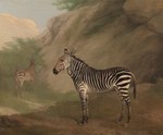 ambiguous_gender black_body black_fur black_stripes butt cloud day duo feral fur hooves inner_ear_fluff mane multicolored_body multicolored_fur outside plant snout solo_focus standing striped_body striped_fur stripes tail tail_tuft tree tuft two_tone_body two_tone_fur white_body white_fur jacques-laurent_agasse equid equine mammal zebra 1803 19th_century absurd_res ancient_art formal_art hi_res painting_(artwork) shaded soft_shading traditional_painting_(artwork)