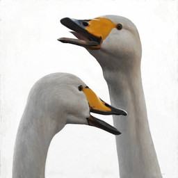 beak black_beak duo feathers feral open_beak open_mouth orange_beak simple_background white_background white_body white_feathers renum63 anatid anseriform anserine avian bird swan whooper_swan 1:1 2014 artrage_(artwork) digital_media_(artwork)