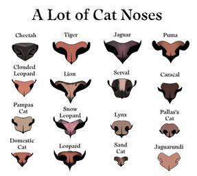 ambiguous_gender anatomy anatomy_chart anatomy_reference black_nose chart disembodied_nose educational feline_nose gradient_nose group how-to light_nose multicolored_nose pink_nose text hibbary caracal caracal_(genus) cheetah clouded_leopard cougar domestic_cat felid feline felis jaguar jaguarundi leopard leopardus lion lynx mammal pallas's_cat pampas_cat pantherine sand_cat serval snow_leopard tiger 2019 colored english_text