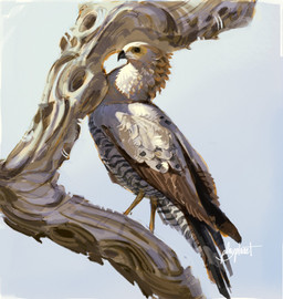 ambiguous_gender beak black_beak black_eyes brown_body brown_feathers feathers feral grey_background plant realistic side_view simple_background solo striped_feathers tree white_body white_feathers wings p0nyplanet accipitrid accipitriform avian bird digital_media_(artwork) digital_painting_(artwork) full-length_portrait hi_res painting_(artwork) portrait watermark