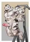 abs anthro balls biceps biped black_pubes exercise exercise_equipment facial_hair feet fur genitals glans grey_nipples humanoid_feet humanoid_genitalia humanoid_hands humanoid_penis male muscular muscular_anthro muscular_male muscular_thighs nipples nude pecs penis plantigrade pubes red_glans red_nose solo striped_body striped_fur stripes triceps vein veiny_muscles veiny_penis white_balls white_body white_fur white_penis workout traver009 felid mammal pantherine tiger 2022 absurd_res colored hi_res