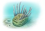 ambiguous_gender detailed_background feral green_body ocean_floor sand scales solo spikes spikes_(anatomy) spines underwater water malvit marine mollusk wiwaxia 2012 digital_drawing_(artwork) digital_media_(artwork) hi_res