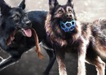 ambiguous_gender duo fur light markings open_mouth open_smile realistic smile tongue flutti canid canine canis domestic_dog german_shepherd herding_dog mammal pastoral_dog absurd_res hi_res