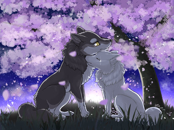 ambiguous_gender black_nose brown_body brown_fur cherry_blossom detailed_background duo eyes_closed feet feral flower fluffy fruit_tree fur grass grey_body grey_fur multicolored_body multicolored_fur night outside paws plant prunus_(flower) quadruped sitting sky star starry_sky tail toes tree tuft white_body white_fur yellow_eyes fusau canid canine canis mammal wolf 2024 4:3 detailed digital_media_(artwork) hi_res