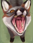 blood blood_in_mouth blood_on_teeth blood_on_tongue bodily_fluids eye_contact fangs feral front_view high-angle_view imminent_vore looking_at_another male mouth_shot open_mouth oral_vore prey_pov realistic_feral saliva saliva_on_tongue saliva_string solo teeth tongue vore whiskers feline_hungry mjok canid canine fox grey_fox mammal urocyon absurd_res hi_res