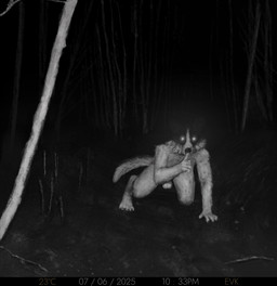 4_toes 5_fingers anthro athletic balls black_body black_claws black_fur black_nose camera camera_view claws crawling creepy crouching digitigrade ears_up feet fingers forest fur genitals glowing glowing_eyes male multicolored_body muscular muscular_male night plant silence_gesture solo tail text toes trail_cam tree white_body white_fur evk border_collie canid canine canis collie domestic_dog herding_dog mammal pastoral_dog sheepdog 2025 absurd_res dated english_text hi_res monochrome