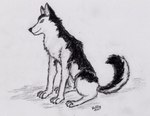 feral male solo wolfdog_white_wolf canid canine canis domestic_dog husky mammal nordic_sled_dog spitz wolf