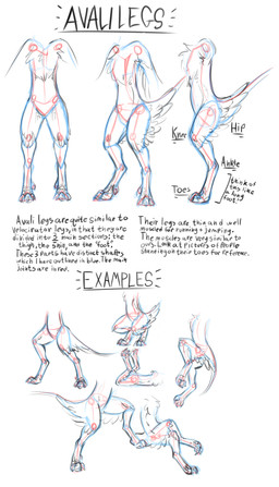 4_toes ambiguous_gender anthro crouching dewclaw faceless_character feathered_wings feathers feet front_view fur how-to long_tail lying on_front pawpads side_view simple_background standing tail text three-quarter_view toes white_background wings javenchi avali avian bird digital_drawing_(artwork) digital_media_(artwork) english_text guide_lines hi_res monochrome multiple_scenes sketch