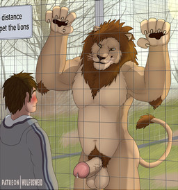 5_fingers amber_eyes anthro arm_tuft balls biceps bodily_fluids brown_mane brown_nose claws clothed clothed/nude clothed_male clothing day duo elbow_tuft erection fence finger_claws fingers foreskin fur genital_fluids genitals glans grass humanoid_genitalia humanoid_penis looking_at_another male male/male mane muscular muscular_anthro navel nude outside pawpads penis plant pose precum pubes retracted_foreskin sky smile smirk sun tail tail_tuft tan_body tan_fur text tree tuft vein veiny_penis vivarium whiskers zoo_(facility) wulfusweid felid feline human lion mammal pantherine 2021 digital_media_(artwork) english_text