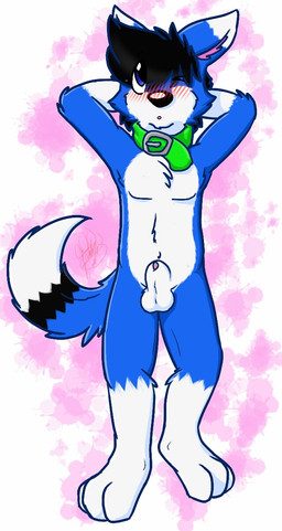 animal_genitalia anthro balls biped black_body black_fur black_hair blue_body blue_ears blue_eyes blue_fur chest_tuft collar digitigrade dipstick_ears ear_markings fur genitals green_collar hair hands_behind_head male multicolored_ears one_eye_closed penis penis_tip pink_inner_ear sheath simple_background solo tuft white_body white_ears white_fur gaokun canid canine mammal 2015 hi_res watermark