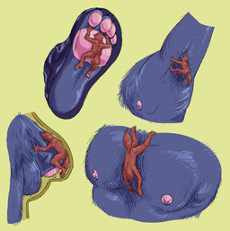 4_toes anthro armpit_fetish armpit_hair armpit_play armpit_sniffing balls blue_body blue_fur body_hair brown_body brown_fur duo extreme_size_difference faceless_anthro faceless_character faceless_male feet flaccid foot_fetish fur genitals green_background humanoid_feet humanoid_genitalia humanoid_penis lying macro male male/male micro nipples nude_anthro nude_male on_back on_chest on_front on_penis pawpads penis plantigrade rear_view simple_background size_difference sniffing stepped_on toes underfoot a_guy_somewhere canid canine mammal hi_res