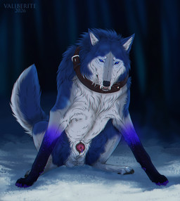 animal_genitalia animal_penis balls blue_body blue_eyes blue_fur canine_genitalia canine_penis collar feral forest fur gaze genital_piercing genitals looking_at_viewer male male_feral outside penis penis_piercing penis_tip piercing plant predatory sheath slipping snow solo tree winter valiberite valiberite_(artist) albax canid canine canis mammal wolf chromatic_aberration hi_res