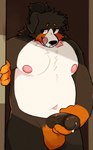 anthro balls belly black_body black_fur black_penis bodily_fluids cum fur genital_fluids genitals looking_aside male multicolored_body multicolored_fur navel nipples orange_balls orange_body orange_fur overweight overweight_anthro overweight_male penis solo tongue tongue_out white_body white_fur zetameow angel_(angeldagoof) bernese_mountain_dog canid canine canis domestic_dog mammal molosser mountain_dog swiss_mountain_dog hi_res