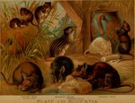 1897 19th_century ambiguous_gender ancient_art barbary_striped_grass_mouse claws countershade_fur countershade_torso countershading english_text feral fur group harvest_mouse hi_res hugh_craig mammal murid murine paws plant public_domain quadruped rodent striped_grass_mouse tail text traditional_media_(artwork) water_rat whiskers