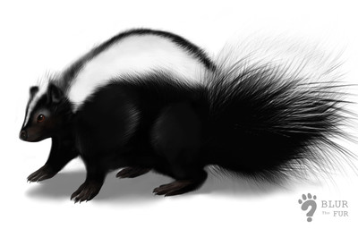 ambiguous_gender black_body black_fur black_nose brown_eyes claws digitigrade feral fluffy fluffy_tail fur nude shadow simple_background solo stripes tail blurthefur mammal mephitid skunk striped_skunk 2015 digital_media_(artwork)