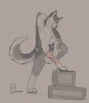 genitals male penis pose presenting presenting_balls presenting_penis solo wooden_box kazzyboii canid canind canine canis domestic_dog husky mammal nordic_sled_dog spitz hi_res sketch