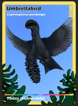 ambiguous_feral ambiguous_gender avian_caruncle beak black_beak black_body black_eyes black_feathers black_text black_wings blue_sky day dewlap_(anatomy) feathered_wings feathers feral flying mouth_closed outside plant sky solo spread_wings tail tail_feathers text wattle white_text wings yellow_text combos-n-doodles avian bird cotingid long-wattled_umbrellabird new_world_suboscine passerine suboscine umbrellabird 2026 absurd_res english_text hi_res